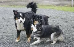 Dogs pictured on Nanaimo’s official dogs-in-parks page. Individual areas and their approach rules are listed below.