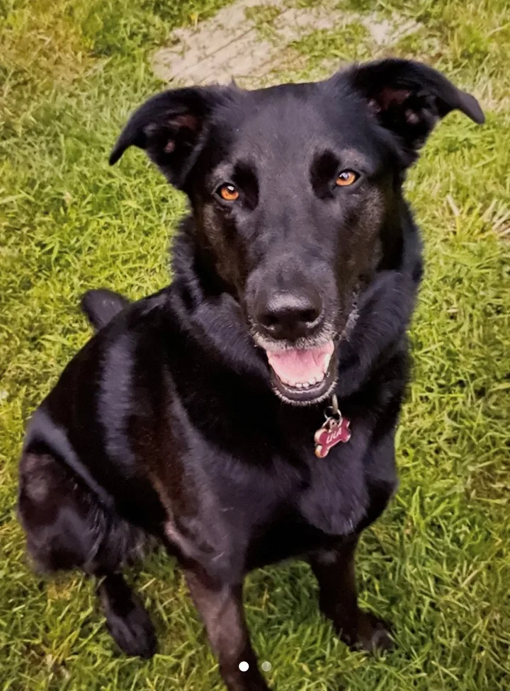 Lila, the dog pictured on Nanaimo’s dog-licensing page.